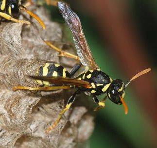 Paper wasp laying an egg